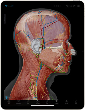 Aplikasi Human Anatomy Atlas ditampilkan di iPad Air